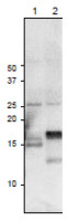 Fd3 | Ferredoxin 3 in the group Antibodies Plant/Algal / Photosynthesis / Electron transfer at Agrisera AB (Antibodies for research) (AS20 4432)